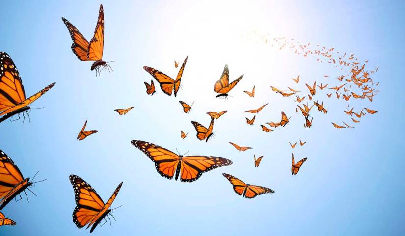 butterflies_1200px